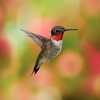 Hummingbirds Species