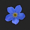 Forget-me-not!