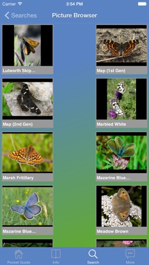 Pocket Guide UK Butterflies