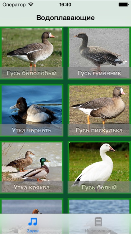 Call Bird