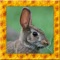 Wild Rabbit Simulator 3D