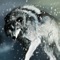 Wolf Wallpapers HD- Quotes Backgrounds with Art Pictures