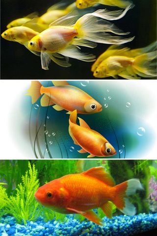 Cute GoldFish Wallpapers - Best Collection Of Cute GoldFish screenshot 4