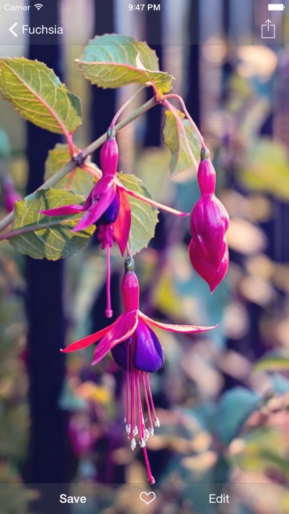 Flower WP Pro ~Extremely HD Flowers Wallpaper Image Gallery screenshot-4