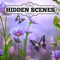 Hidden Scenes - May Flowers