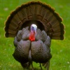 Turkey Hunting Reloaded