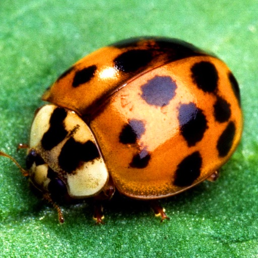The Beetles Encyclopedia Icon
