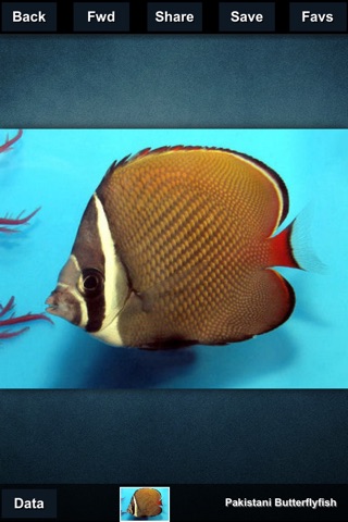 Amazing Fishes screenshot 3