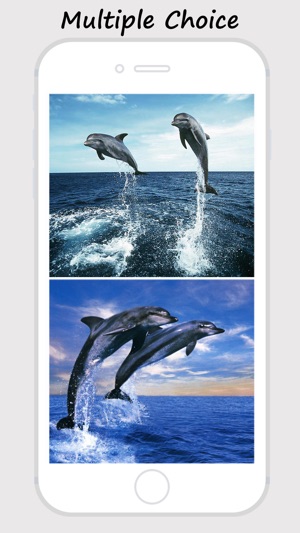 Dolphin Wallpapers - Best Collections Of