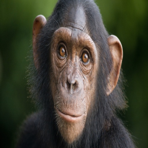 Chimpanzee Sounds Ringtones and Alarms and More