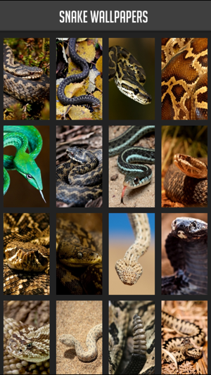 Snake Wallpaper on the App Store Snake Wallpaper on the App Store