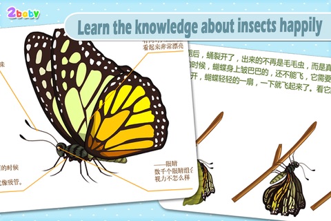 Butterfly - InsectWorld A story book about insects for children screenshot 4