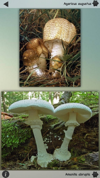 Mushrooms Wiki