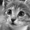 Adorable and funny pictures of cats and kittens to use as backgrounds on your iOS device