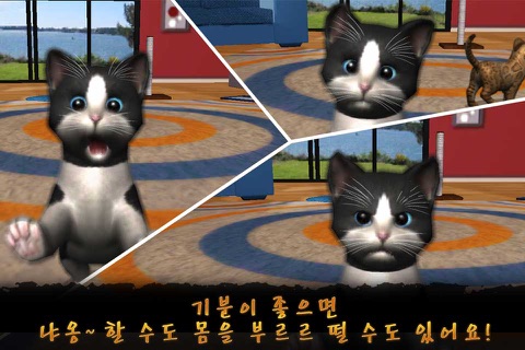 Daily Kitten 데일리키튼 귀여운 아기 고양이 screenshot 3