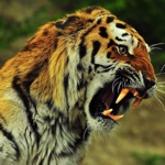 Real animal sounds