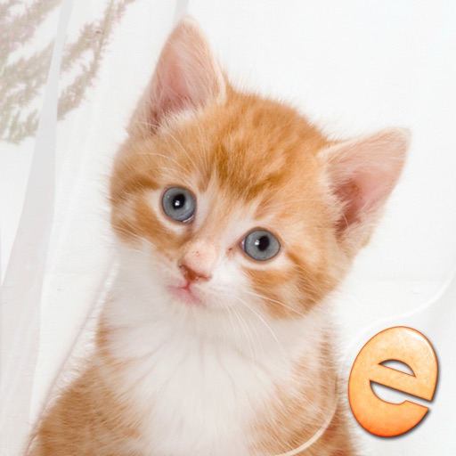 Jigsaw Wonder Kittens Puzzles for Kids iOS App