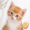 Put together adorable puzzles in Jigsaw Wonder Kittens