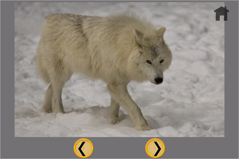 wolves and carnival game for kids - free game screenshot 4