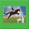 Steeplechase - Horse Jumping