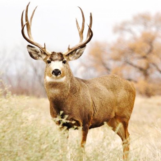 Deer Calls - Hunting Sounds Ringtones and More iOS App