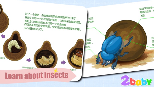 Dung beetle - InsectWorld  A story book about insects for ch(圖4)-速報App