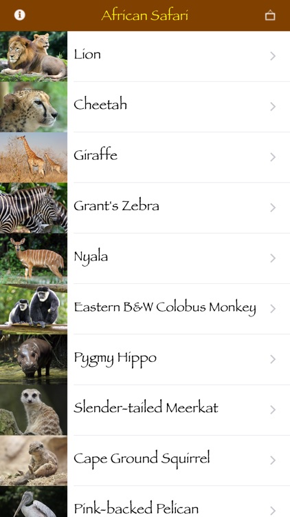 African Safari