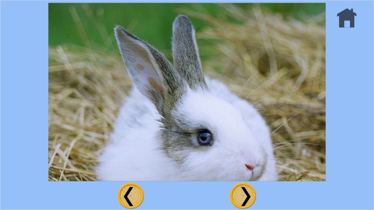 kids rabbits lovers - free screenshot-4