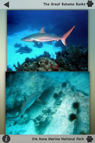 Best Coral Reefs Guide screenshot 2