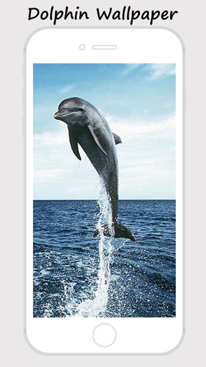 Dolphin Wallpapers - Best Collections Of Dolphin Pictures(圖3)-速報App