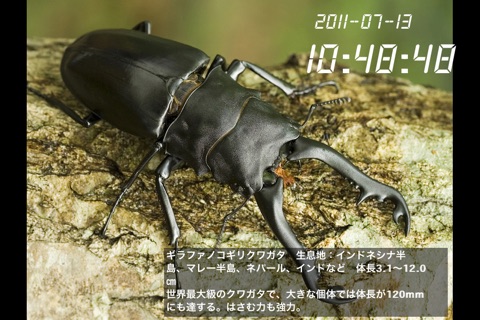 Stag Beetle Clock screenshot 2
