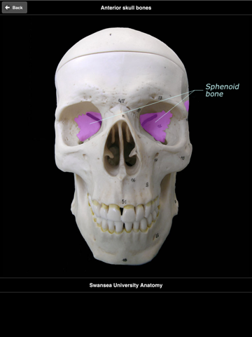 Screenshot #5 pour Skull Osteology