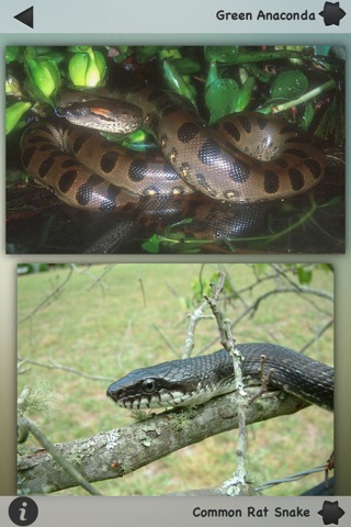 Snakes-Encyclopedia screenshot 2