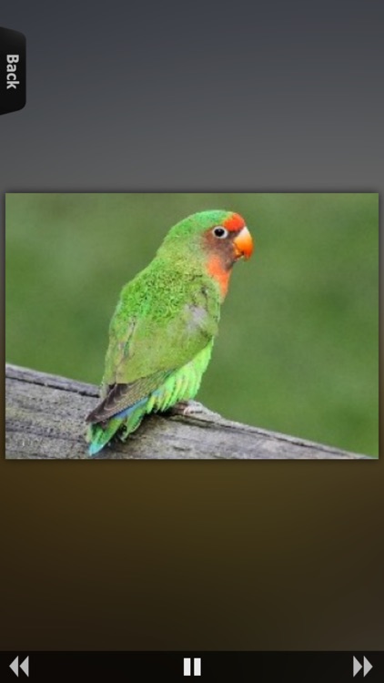 Parrot Catalog screenshot-4