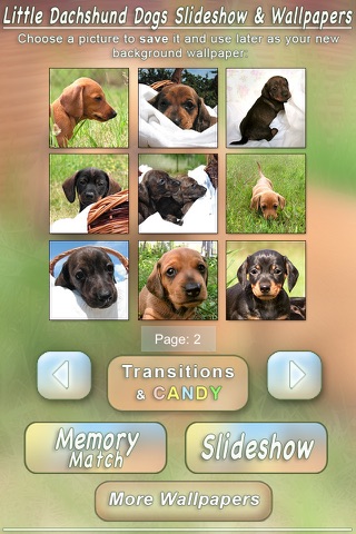 Little Dachshund Dogs - Slideshow & Wallpapers HD screenshot 4