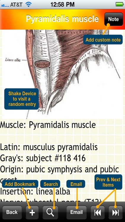 Human Muscle Encyclopedia Plus+ screenshot-4