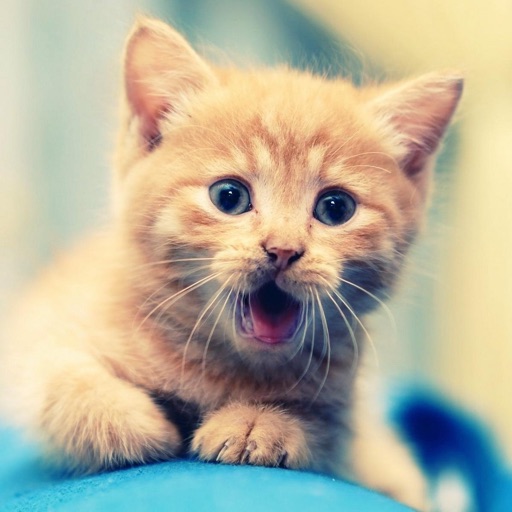 Kitten Sounds - High Quality Sound Effects From These Baby Cats icon