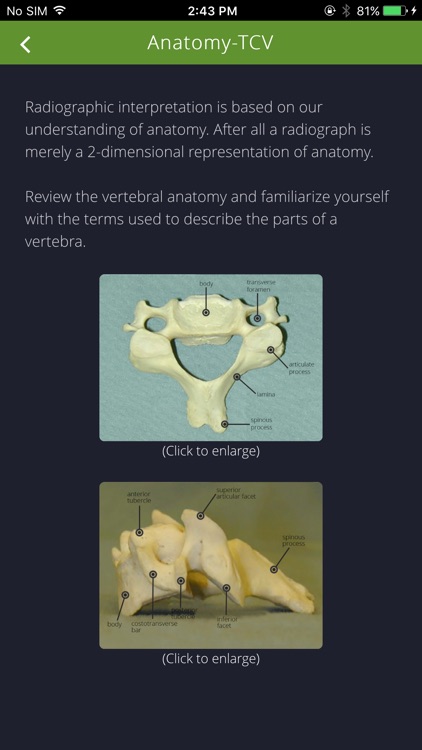 Cervical Spine