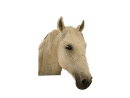We've pulled together a variety of horse stickers for the iMessage platform
