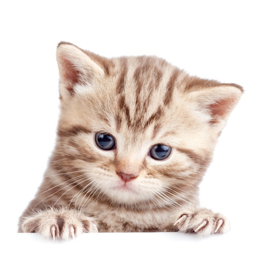 Cute Kittens Sticker Pack icon