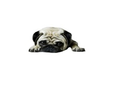 Woof Woof