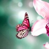Butterflies and Flowers Wallpapers HD: Quotes