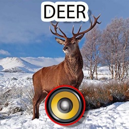 deer sounds music