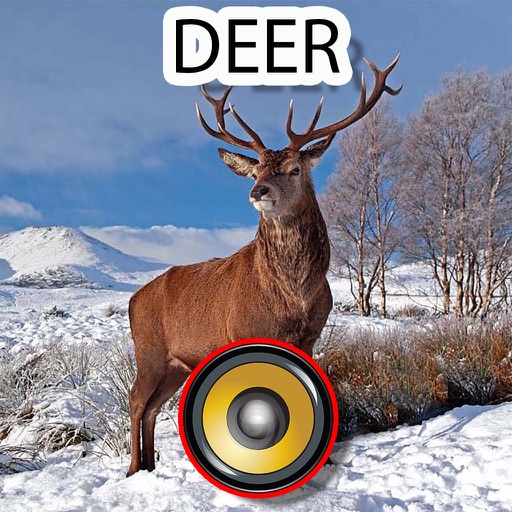 Real Deer Hunting Calls & Sounds