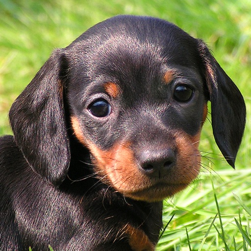 Smooth Dachshund Black Brown Back Wallpaper by JunkyDotCom | Society6