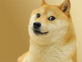 doge dog sticker