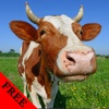 Cow Video and Photo Galleries FREE