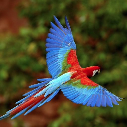 Parrot Catalog icon