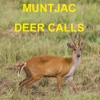 Muntjac Deer Calls Sounds for Big Game Hunting HD