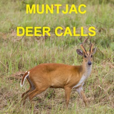 Activities of Muntjac Deer Calls Sounds for Big Game Hunting HD